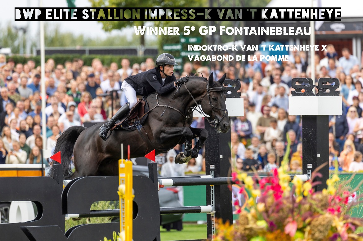 IMPRESS-K VAN 'T KATTENHEYE