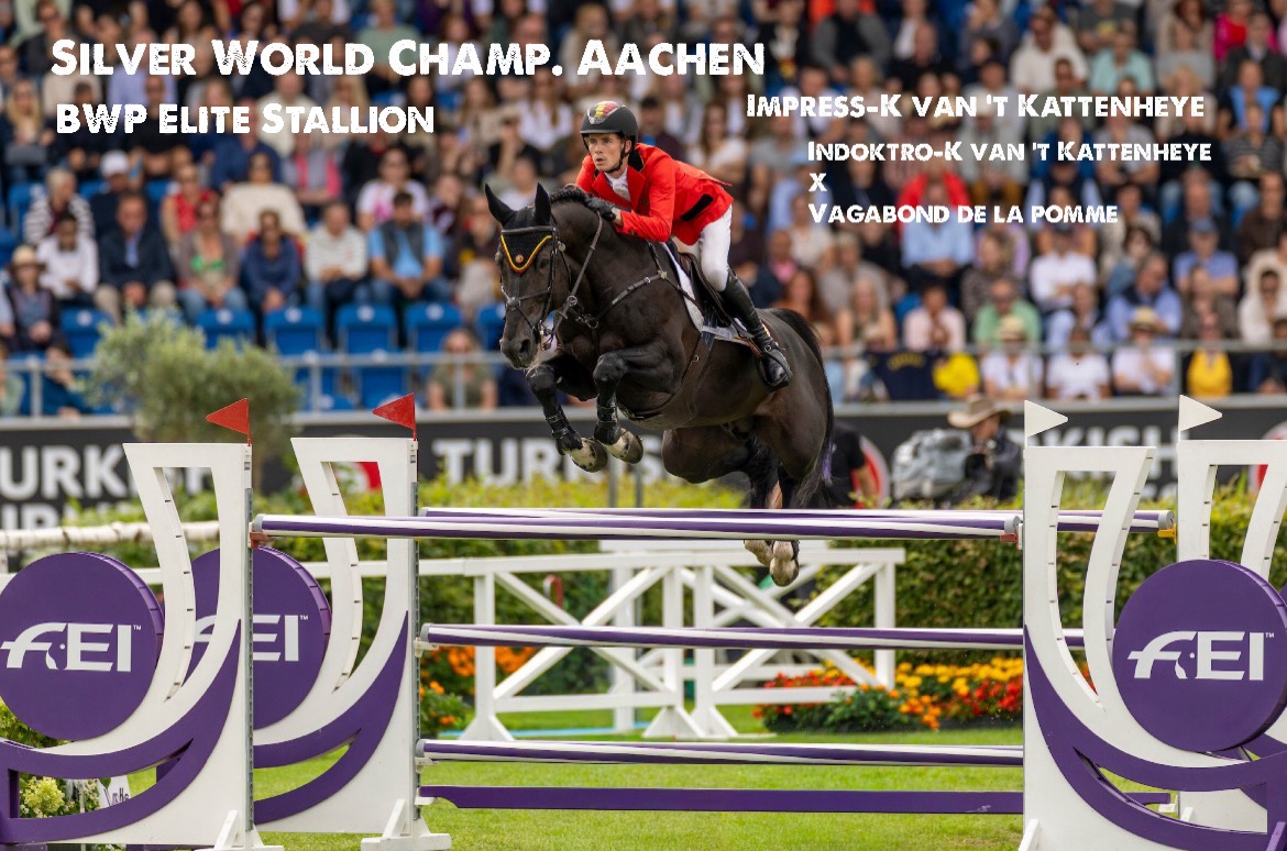 IMPRESS-K VAN 'T KATTENHEYE wk-silver