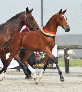 National Championship BWP Elite Foals National Championship BWP Elite Foals