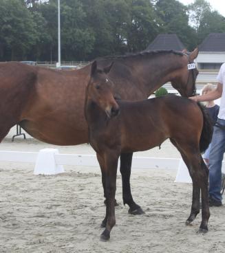 Flanders Foal Championship goes Wallonie - ANNULE Flanders Foal Championship goes Wallonie - ANNULE