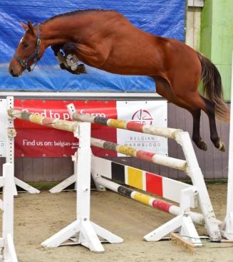 BWP Fokkerijdag met vrijspringen én afvaardiging naar Mechelen BWP Fokkerijdag met vrijspringen én afvaardiging naar Mechelen