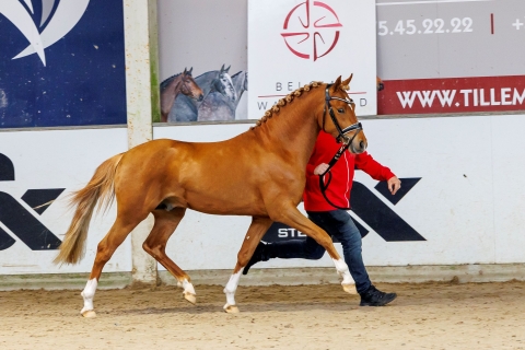 Cupido vd Lufkenshoeve