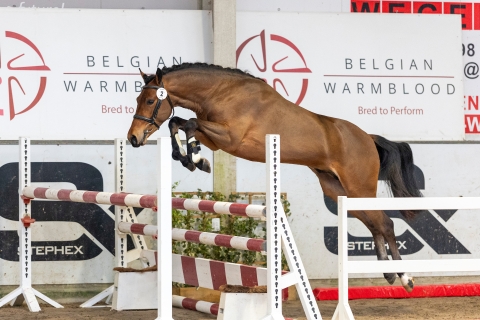 Elvis van het Jachthof