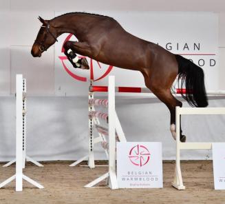 BWP Young Horses Auction: Reine vd Voortakker most expensive horse BWP Young Horses Auction: Reine vd Voortakker most expensive horse