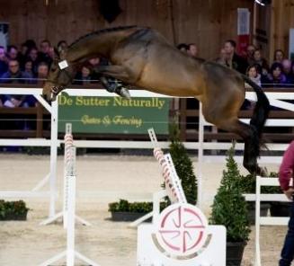 BWP Stallion Selection 2018 BWP Stallion Selection 2018