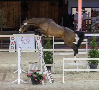 Top price for Artist vd Driehoek at BWP Top Stallion Auction Top price for Artist vd Driehoek at BWP Top Stallion Auction