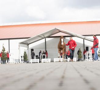 BRp Hengstenkeuring: alles te volgen via de livestream BRp Hengstenkeuring: alles te volgen via de livestream
