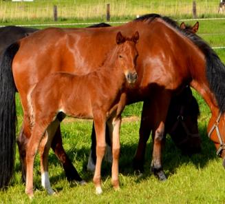 Ook ponyveulen geveild op FDE International Auction Ook ponyveulen geveild op FDE International Auction