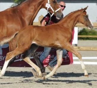 Perle v/d Donkhoeve and Pineau Ter Dolen BWP Champion Foals Perle v/d Donkhoeve and Pineau Ter Dolen BWP Champion Foals