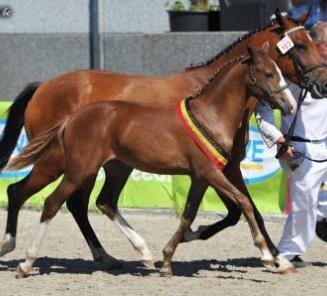 Twiggy Van Maarle (foto), Tout Beau De La Cure en Twice-As-Nice Vh Rozendaelhof BRp-kampioenen Twiggy Van Maarle (foto), Tout Beau De La Cure en Twice-As-Nice Vh Rozendaelhof BRp-kampioenen