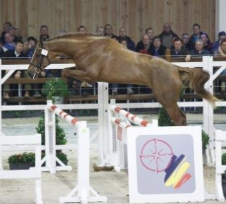 In de startblokken voor de BWP hengstenkeuring 2016 In de startblokken voor de BWP hengstenkeuring 2016