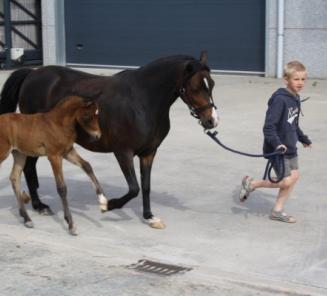 Like onze BRp-Facebookpagina en win een duoticket voor Jumping Mechelen! Like onze BRp-Facebookpagina en win een duoticket voor Jumping Mechelen!