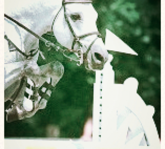 Programmaboek Nabor Cup en Keuring Hengsten dekdienst 2016 Programmaboek Nabor Cup en Keuring Hengsten dekdienst 2016