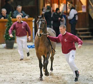 BWP op Flanders Horse Expo BWP op Flanders Horse Expo