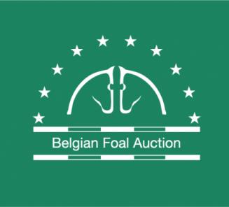 Quigon vd Lindehoeve veilingtopper op Belgian Foal Auction Quigon vd Lindehoeve veilingtopper op Belgian Foal Auction