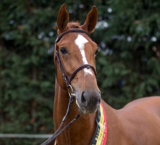 importeren Rusteloosheid Pak om te zetten Belgische paarden in de prijzen in Gorla Minore | Belgian Warmblood