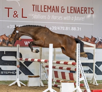 djerba brp hengstenkeuring