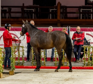 Hengstenkeuring 2026