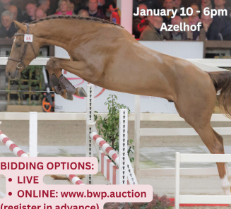 top stallion auction