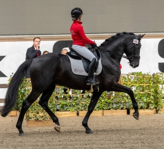 kampioenhengst dressuur 2026