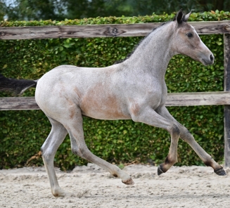 BRp Online Foal Auction