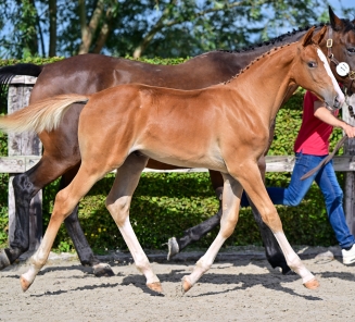 Online Foal Auction 2026