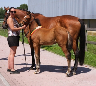 Flanders Foal Championship