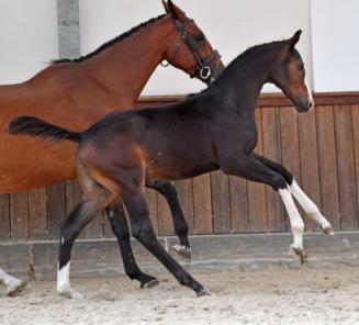 BWP Online Foal Auction : last hours BWP Online Foal Auction : last hours
