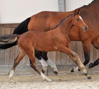 BWP Online Foal Auction: bidding has started BWP Online Foal Auction: bidding has started