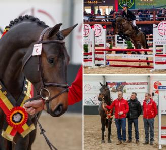 'BWP Young Stallion Award' for Pegase van 't Ruytershof 'BWP Young Stallion Award' for Pegase van 't Ruytershof