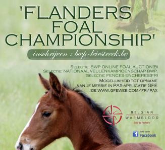 13 Juli 2019: Open Flanders Foal Championship 13 Juli 2019: Open Flanders Foal Championship