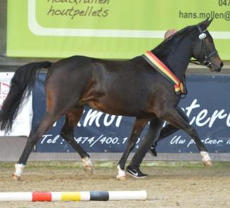 Startlijsten BRp-prijskamp en wedstrijd Maldegem online Startlijsten BRp-prijskamp en wedstrijd Maldegem online
