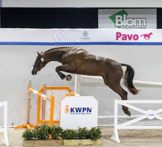 BWP’er geprimeerd op KWPN-hengstenkeuring BWP’er geprimeerd op KWPN-hengstenkeuring