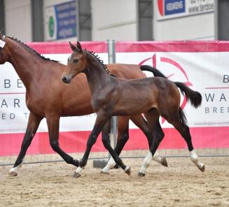 Ook genoten van de sport op de Wereldruiterspelen? Misschien vind je wel zon topper in ons veilinglot
Ook genoten van de sport op de Wereldruiterspelen? Misschien vind je wel zon topper in ons veilinglot