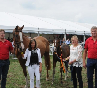 BRp-goedgekeurde hengst Kamirez van Orchids schittert met Nuytens in GP Ponys Gorla Minore BRp-goedgekeurde hengst Kamirez van Orchids schittert met Nuytens in GP Ponys Gorla Minore