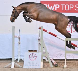 BWP Top Stallion Auction: a unique opportunity to invest in healthy, exclusive performance blood BWP Top Stallion Auction: a unique opportunity to invest in healthy, exclusive performance blood
