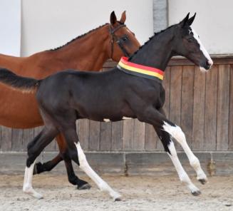 BWP Online Foal Auction: collection is now online! BWP Online Foal Auction: collection is now online!