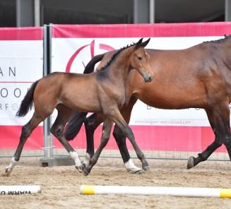 Soraya B is met 6.500 euro veilingtopper BWP Online Foal Auction Soraya B is met 6.500 euro veilingtopper BWP Online Foal Auction