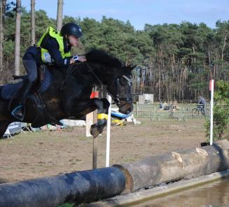 BRp-goedgekeurde hengst Cassius D.J. beleeft topweek! BRp-goedgekeurde hengst Cassius D.J. beleeft topweek!