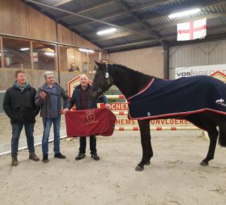 Showdag Jonge Belgische Springpaarden Showdag Jonge Belgische Springpaarden