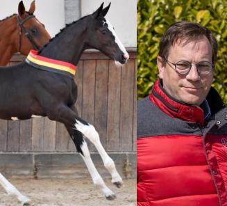 Selecties BWP Elite Foal Auction lopen als een trein Selecties BWP Elite Foal Auction lopen als een trein