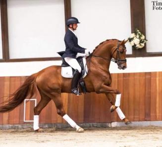 BWP-goedgekeurde hengst Heros Begijnhoeve scoort goed op CDI Compiegne BWP-goedgekeurde hengst Heros Begijnhoeve scoort goed op CDI Compiegne