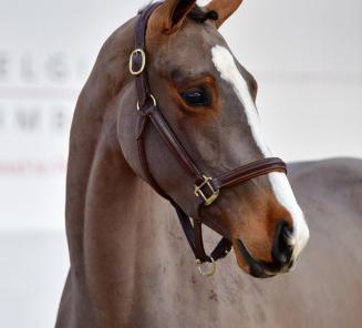 BWP Young Horses Auction: last hours BWP Young Horses Auction: last hours
