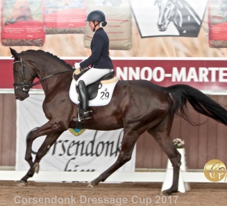 Reportage BWP-hengstenkeuring op HippoTV! Reportage BWP-hengstenkeuring op HippoTV!