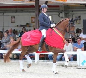 BK Dressuur Gesves: Kastar Hof ter Zeedycke, Miss Dior van den Bruel en Quanto Curo vh Bloemenhof zetten mooie prestaties neer BK Dressuur Gesves: Kastar Hof ter Zeedycke, Miss Dior van den Bruel en Quanto Curo vh Bloemenhof zetten mooie prestaties neer