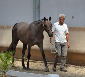 Belangrijk! Ponys van Brabant kunnen ook deelnemen in Antwerpen en Oost/West-Vlaanderen! (Bestgaande Rijpony) Belangrijk! Ponys van Brabant kunnen ook deelnemen in Antwerpen en Oost/West-Vlaanderen! (Bestgaande Rijpony)