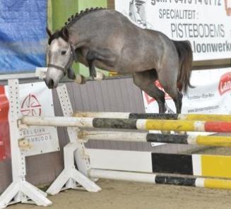 Fokkerijdag: vrijspringen ponys & beste ponyvoorsteller: inschrijvingen open Fokkerijdag: vrijspringen ponys & beste ponyvoorsteller: inschrijvingen open