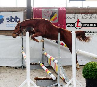 Showdag Jonge Belgische Springpaarden Showdag Jonge Belgische Springpaarden