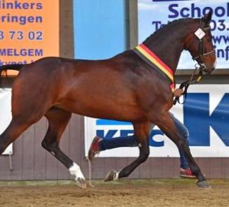 BWP presents : the champions of the Breeding Day BWP presents : the champions of the Breeding Day
